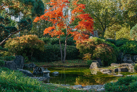 春天日本花园中美丽平静的景象 日本秋天的形象 有池塘和红色叶子的美丽的日本庭院 日本花园中的池塘建筑树木宗教树叶地标植物石头场景图片