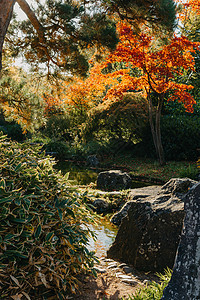 春天日本花园中美丽平静的景象 日本秋天的形象 有池塘和红色叶子的美丽的日本庭院 日本花园中的池塘绿化寺庙森林公园旅行树木瀑布神社图片
