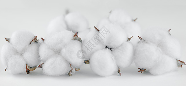 棉籽生长花的高清图片