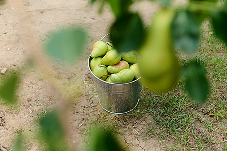 果园里还有新鲜的成熟梨子 在果园里用金属镀锌桶喂养图片