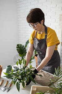 穿着围裙衣服的中年妇女照顾盆栽植物 家庭园艺和花卉栽培 有绿色植物和小屋核心植物花店概念的房子纯化农业植物学家庭生活女人生长微笑图片