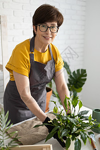 穿着围裙衣服的中年妇女照顾盆栽植物 家庭园艺和花卉栽培 有绿色植物和小屋核心植物花店概念的房子房间植物学成人公寓生长灌溉纯化花园图片