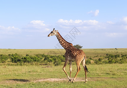 非洲野生生物中美丽的长颈鹿脖子食肉动物旅游家庭天空马赛奢华食草哺乳动物图片