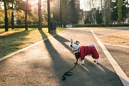 穿西装的可爱狗杰克罗素在秋天公园复制空间和空文字场所行走 小宠物穿着毛衣散步猎犬套装衣服叶子落叶外套季节乐趣动物小狗图片