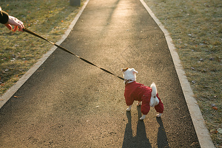 穿西装的可爱狗杰克罗素在秋天公园复制空间和空文字场所行走 小宠物穿着毛衣散步男人公园太阳外套小狗季节街道动物戏服犬类图片