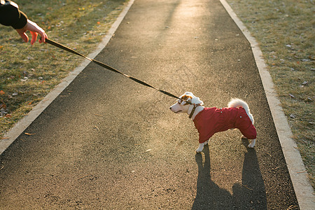 穿西装的可爱狗杰克罗素在秋天公园复制空间和空文字场所行走 小宠物穿着毛衣散步天气衣服动物朋友套装戏服乐趣太阳小狗哺乳动物图片