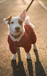 穿西装的可爱狗杰克罗素在秋天公园复制空间和空文字场所行走 小宠物穿着毛衣散步季节男人外套街道落叶叶子天气动物朋友小狗图片