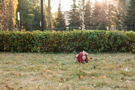 穿西装的可爱狗杰克罗素在秋天公园复制空间和空文字场所行走 小宠物穿着毛衣散步外套犬类街道小狗朋友季节裙子太阳天气套装图片