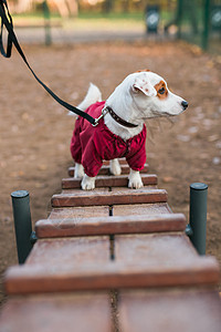 杰克罗素梗犬在城市公园区遛狗区背景下的户外训练  宠物生活方式概念犬类长椅幸福命令猎犬公园操场良种伴侣户外运动图片