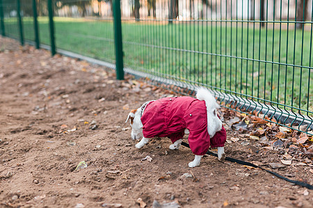 杰克罗素梗犬在城市公园区遛狗区背景复制空间的户外训练 — 宠物生活方式概念图片