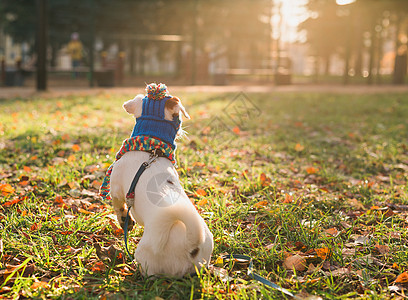 穿着帽子和围巾的可爱的杰克罗素狗背面肖像 在秋天公园复制空间和文字空位上行走 小宠物穿衣服散步套装猎犬小狗裙子天气乐趣太阳外套叶图片