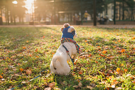 狗穿衣服穿着帽子和围巾的可爱的杰克罗素狗背面肖像 在秋天公园复制空间和文字空位上行走 小宠物穿衣服散步裙子哺乳动物落叶街道太阳乐趣猎犬犬背景