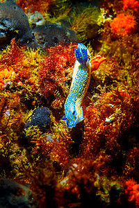 Nudibranch爬上海底图片