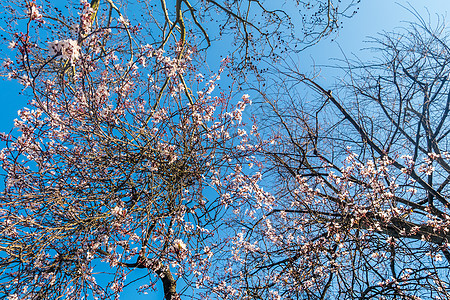 春花 樱花 满是树 切成蓝色的天空叶子生活图片