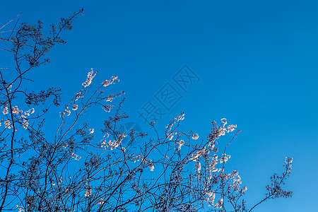 樱桃花树图片