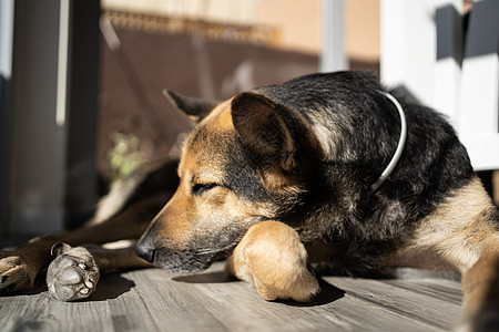 在家阳光炎热时睡着的可爱狗 放松室内概念图片