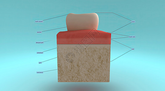 牙齿和口香糖的解剖 以及牙齿周围的支撑结构门牙卫生本质牙列人体生物搪瓷解剖学犬类器官图片