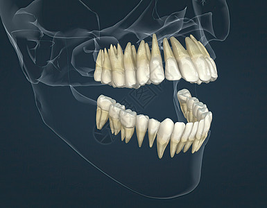 牙顶和下牙全解剖恒牙器官王冠牙颈生物牙列食物人体磨牙齿型图片