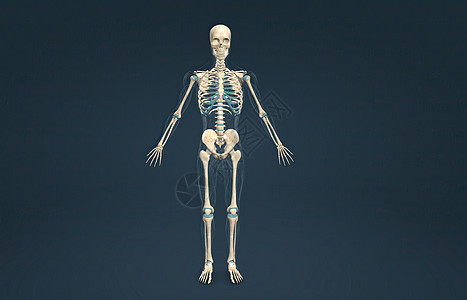 雄性轴骨骼支撑着头部 颈部 背部和胸部 形成身体的垂直轴疼痛事故扭伤药品解剖学痛苦手臂关节炎肌肉肌腱图片
