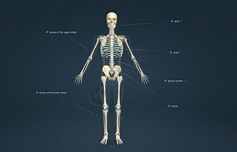 雄性轴骨骼支撑着头部 颈部 背部和胸部 形成身体的垂直轴事故症状伤害膝盖关节炎药品疾病肌腱手臂痛苦图片