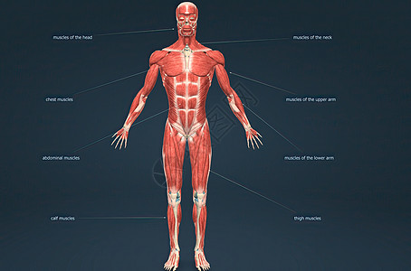 男性人体肌肉系统解剖部落肌腱二头肌拮抗剂小腿伸肌生物学前臂腹肌力量图片