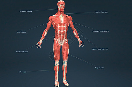 男性人体肌肉系统解剖生物学上臂二头肌肩胛骨胸肌前臂器官三角肌背部伸肌背景图片