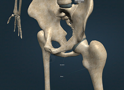 当髋关节 大腿骨和髋骨结合在一起时 它们就构成了人体最重要的关节之一图片