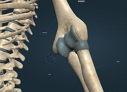 肘关节是一个由半径 ulna和humerus组成的链型连接点图片