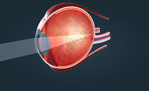 人类眼的切切视洞察力光感视力视觉睫状体镜片巩膜鸢尾花感光器视野图片