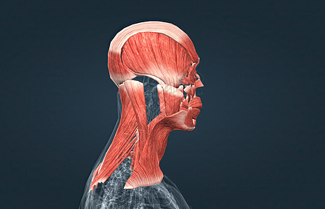 男性头部肌肉系统解剖器官上臂肩胛骨背部腹肌前臂肌腱小腿运动三角肌图片