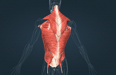 雄性肌肉是覆盖后备箱的肌肉器官大腿前臂背部运动肌腱力量小腿部落拮抗剂图片