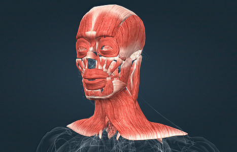 男性头部肌肉系统解剖力量腹肌小腿胸肌运动二头肌肩胛骨生物学三角肌部落图片