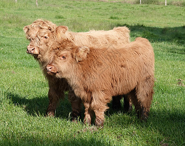 高地母牛双胞胎图片