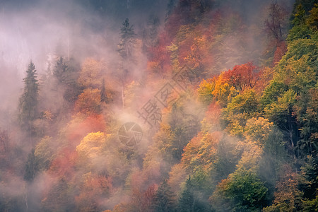 晚上在巴伐利亚森林秋天 德国贝希特斯加登爬坡针叶树山脉季节秋叶文化摄影落叶阳光林地图片