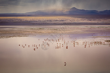 红湖 有Flamingos和火山景观 玻利维亚安第斯山脉殖民地异国国际地标反射动物野生动物火烈鸟风暴云目的地图片