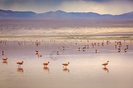 红湖 有Flamingos和火山景观 玻利维亚安第斯山脉沙漠风暴云国际反射火烈鸟情调旅行野生动物异国动物图片