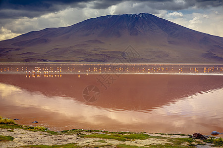 红湖 有Flamingos和火山景观 玻利维亚安第斯山脉野生动物荒野国际动物沙漠风暴云风景旅游天空情调图片