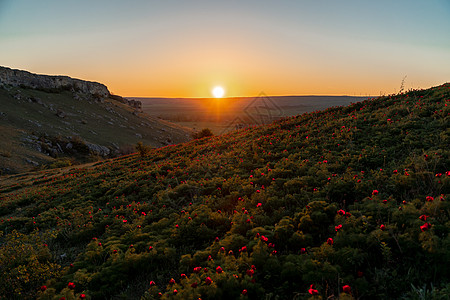 野生牡丹是薄叶芍药 在它的自然环境中逆着夕阳 明亮的装饰花 流行于园林景观设计选择焦点天空日落季节地质学植物学场地阳光农业荒野蓝图片