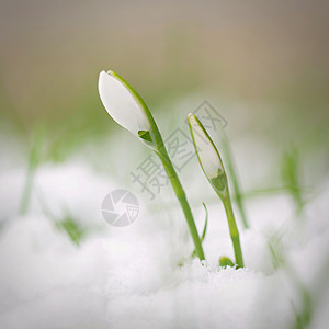 第一个春天的花朵 草地上的雪滴 阿玛里利达西埃  加兰特胡斯尼瓦利斯宏观植物学森林叶子环境花瓣花园白色季节植物群图片