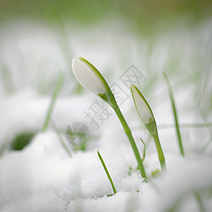 第一个春天的花朵 草地上的雪滴 阿玛里利达西埃  加兰特胡斯尼瓦利斯白色植物群宏观园艺森林生长环境植物白花荒野图片