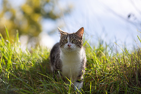 绿草上长着老虎毛皮的小猫食物婴儿采摘动物猫科动物宠物哺乳动物长椅水仙花眼睛图片