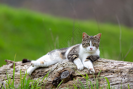 绿草上长着老虎毛皮的小猫食物眼睛哺乳动物场景长椅宠物猫科动物动物婴儿水仙花图片