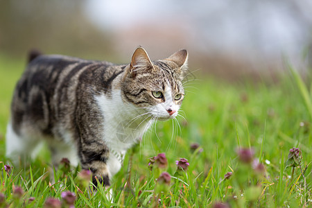 绿草上长着老虎毛皮的小猫水仙花动物婴儿长椅营养食物宠物哺乳动物猫科动物寒意图片