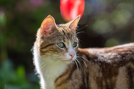 绿草上长着老虎毛皮的小猫猫咪婴儿水仙花猫科动物场景哺乳动物采摘动物宠物眼睛图片