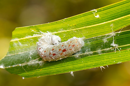 绿叶上的毛虫的图像 在自然背景上 昆虫 动物荒野昆虫学园艺花园大毛野生动物蝴蝶漏洞农业叶子图片