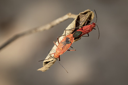 红色棉虫在叶子上自然背景的图像 昆虫 动物 皮洛科里达耦合染色剂漏洞甲虫病症性别花园环境橙子热带图片