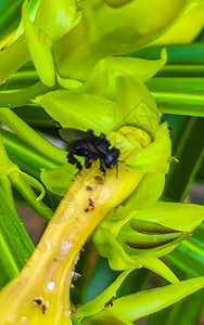 黄花上的小黑蜂 在墨西哥的旅行热带叶子野生动物昆虫动物漏洞蜜蜂蜂蜜花粉图片