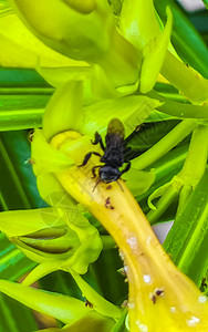 黄花上的小黑蜂 在墨西哥的蜂蜜植物动物花粉花园宏观叶子漏洞旅行荒野图片