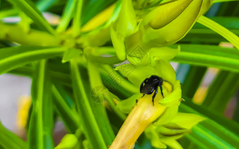 黄花上的小黑蜂 在墨西哥的野生动物昆虫植物叶子旅行热带植物群动物漏洞蜜蜂图片