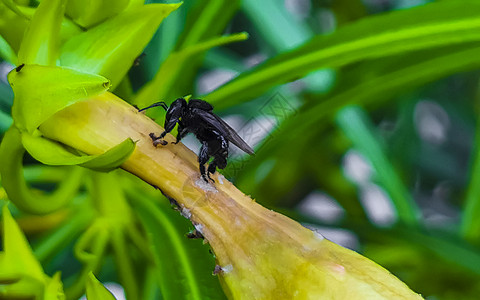 黄花上的小黑蜂 在墨西哥的植物野生动物漏洞昆虫热带宏观叶子蜜蜂动物蜂蜜图片